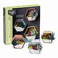 Mini Terrariums Kit