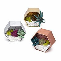 Mini Terrariums Kit